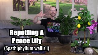 Repotting a Peace Lily Spathiphyllum wallisii [upl. by Emirac]