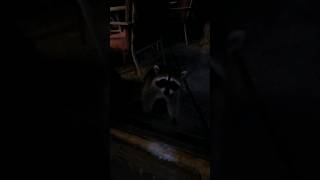 Kitten Vs 5 Racoon Part 2 kitten racoons [upl. by Rojas]