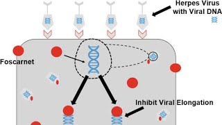 Pharmacology of Foscarnet  Clinical uses Antiviral activity Mechanism of action Side effects [upl. by Territus]