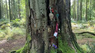 Grovely Wood and the FOUR Witches Trees October 2024 [upl. by Elodea]