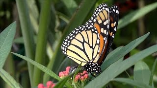 Monarch Butterfly Laying Eggs FYV [upl. by Ilarin]