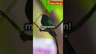 Top 10 Fascinating Facts About Hummingbirds🤩🤩 facts animals [upl. by Ailecnarf]