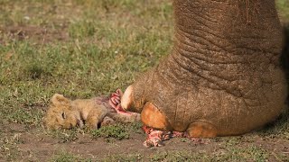 Huge Elephant vs Lion cub  No Way To Escape [upl. by Lenox]