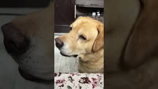 Funny dog video 😂😂😂😂😂😂😂😂 [upl. by Ahsinawt]