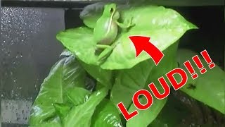 Cute and funny pet frog Green Tree frog Calling [upl. by Barhos350]