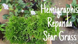 Hemigraphis Repanda Star Grass Plant Care Propagation  Fertilizer [upl. by Nuhsal]