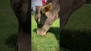 Cow Eating Grass Ep 20 shorts cow [upl. by Yorgo622]