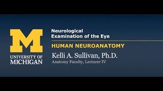 Nervous System Neurological Examination of the Eye [upl. by Rufina]