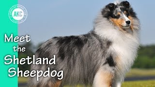 Meet the Shetland Sheepdog [upl. by Island472]