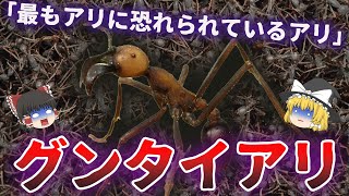 【超危険】恐ろしい「軍隊アリ」の生態【ゆっくり解説】 [upl. by Ybeloc]