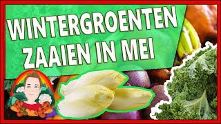 WINTERGROENTEN ZAAIEN Moestuin vlog 144 Witlof kweken thuis en boerenkool kweken [upl. by Trub]