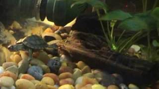 65 gallon turtle tank [upl. by Neleb11]