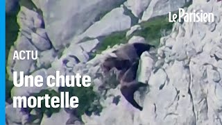 Deux ours font une chute impressionnante après un combat à flanc de montagne en Espagne [upl. by Bergwall]