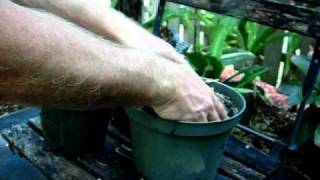 Make the ideal soil mixture for bromeliads [upl. by Syverson38]