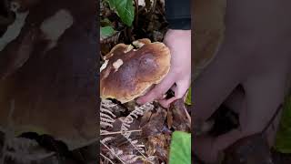 Fichtensteinpilz 🍴 Boletus Edulis pilze boletus boletusedulis fungi mushroom porcini wald [upl. by Asirahc]