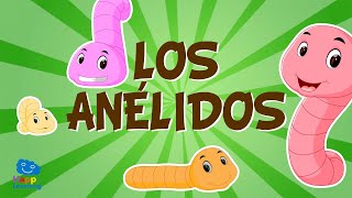 LOS ANÉLIDOS Animales invertebrados  Vídeos educativos para niños [upl. by Nomled]