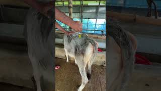 Bokna goru 32000 Tk borokhata hut goru dairyfarm fattening [upl. by Llerod]