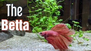 Betta Splendens Fish  Species Spotlight [upl. by Kendre]