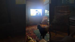 TV Dogs always freak Otto out [upl. by Shaper148]