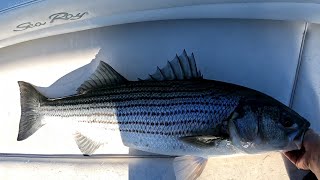 Striped Bass Fishing with Live Bunker [upl. by Davie382]