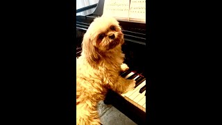 Diabelli Rondo from Sonatina in F Major Op 168 No 1 [upl. by Roseanna496]