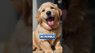 What are Golden Retrievers used for dogs [upl. by Verla]