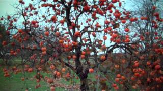 Persimmon Trees For Sale 300 From Tn Tree Nursery [upl. by Hernando]