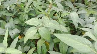 2 महीने की फसल 9305 soybean कितना फली है सोयाबीन farming newvideo video agriculture [upl. by Ng787]