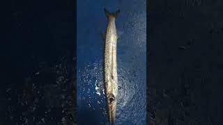 Scientific name Sphyraena barrcuda nightfishing supportmychannel fishing barracuda fish [upl. by Ahsenik]