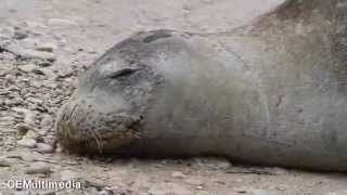 foca monaca sulla spiaggia con i turisti [upl. by Atneuqal]