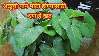 अळूची पाने मोठी होण्यासाठी दया हे खतOrganic fertilizerspkitchengardening [upl. by Atires]