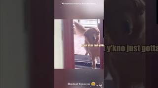 A Minute of Animals’Funny Chatsshorts foryou funnyanimals voiceover cat funny petslover [upl. by Yc944]