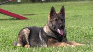 Best German Shepherd Puppy Training [upl. by Zetrok]