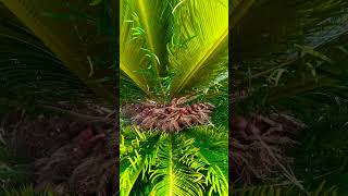 megasporophyll of cycas captured from Sainik school ambikapur [upl. by Nho]