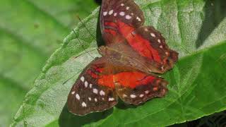 Birdwatching in Trinidad 2020  Asa Wright Centre  Part 2 [upl. by Neevan]