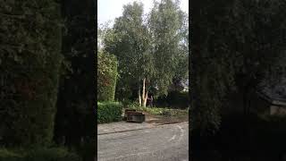 Verwijderen Berk van Winsen tuinen en bomen Voorhout [upl. by Martreb]