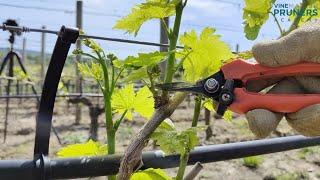 Vine pruning courses online by VINE MASTER PRUNERS Academy screencast English [upl. by Agustin290]