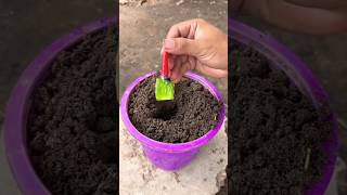 Grafting method of artificial propagation using a chilli and an aloe vera 🌶️ [upl. by Kokaras184]