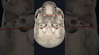 Norma Basalis  Study of the skull from below mbbs bds anatomy osteology skull headandneck [upl. by Hasen]