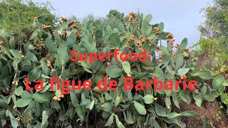 Superfood la figue de Barbarie [upl. by Zina]