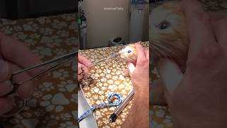 Huge Parasite Removed from Kitten’s Nose 😳 [upl. by Kciredes]