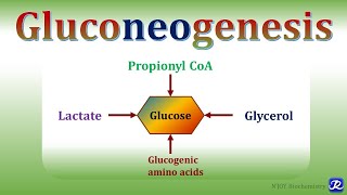 15 Gluconeogenesis1  Carbohydrates Metabolism  Biochemistry NJOY Biochemistry [upl. by Sorcha]