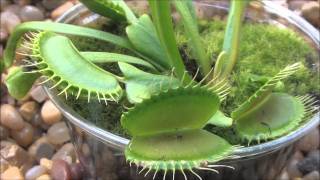 Venus Flytrap time lapsewmv [upl. by Groeg]