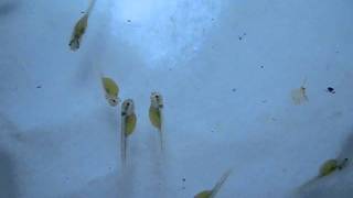 Black Ghost Knife Fish  breeding 5 days old [upl. by Tomas]