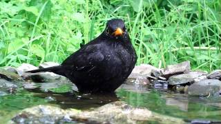 Amsel Turdus merula badet [upl. by Langer]