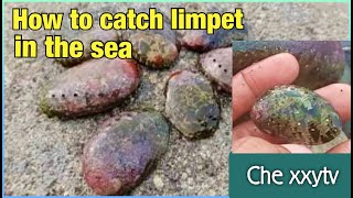 How to catch Limpets in the Sea  LAPAS [upl. by Etnoj]