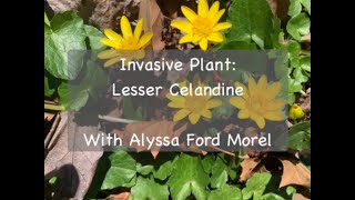 Invasive Plant Lesser Celandine [upl. by Hsara]