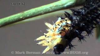 Cecropia Larva Shed [upl. by Jeanne]