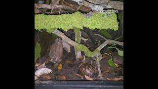 Water Snakes All Bioactive Enclosure Nerodia Fasciata Nerodia sipedon viral shorts short sub [upl. by Adnowat]