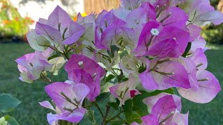 91221 Imperial Thai Delight Bougainvillea [upl. by Fujio613]